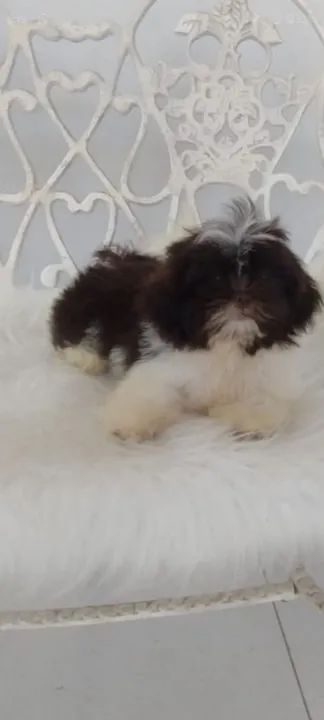 Filhote de Shih Tzu fêmea 