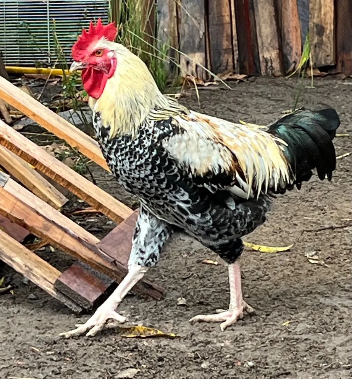 Galo bonito e saudável para venda - Foto 2