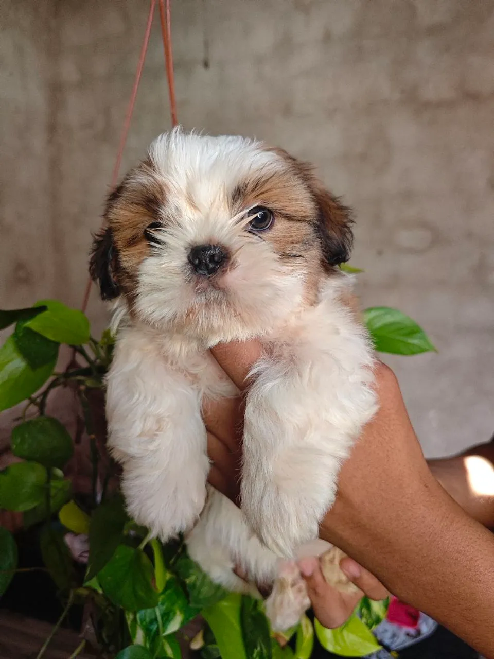 Filhote Shih Tzu - Fofo e Charmoso