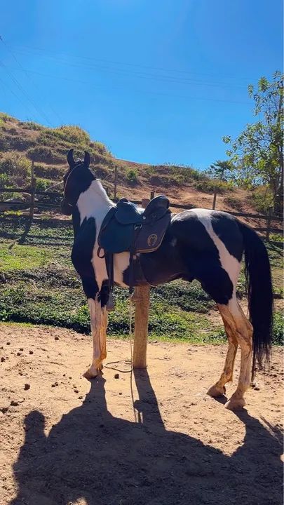Vendo garanhão pampa de preto registrado 