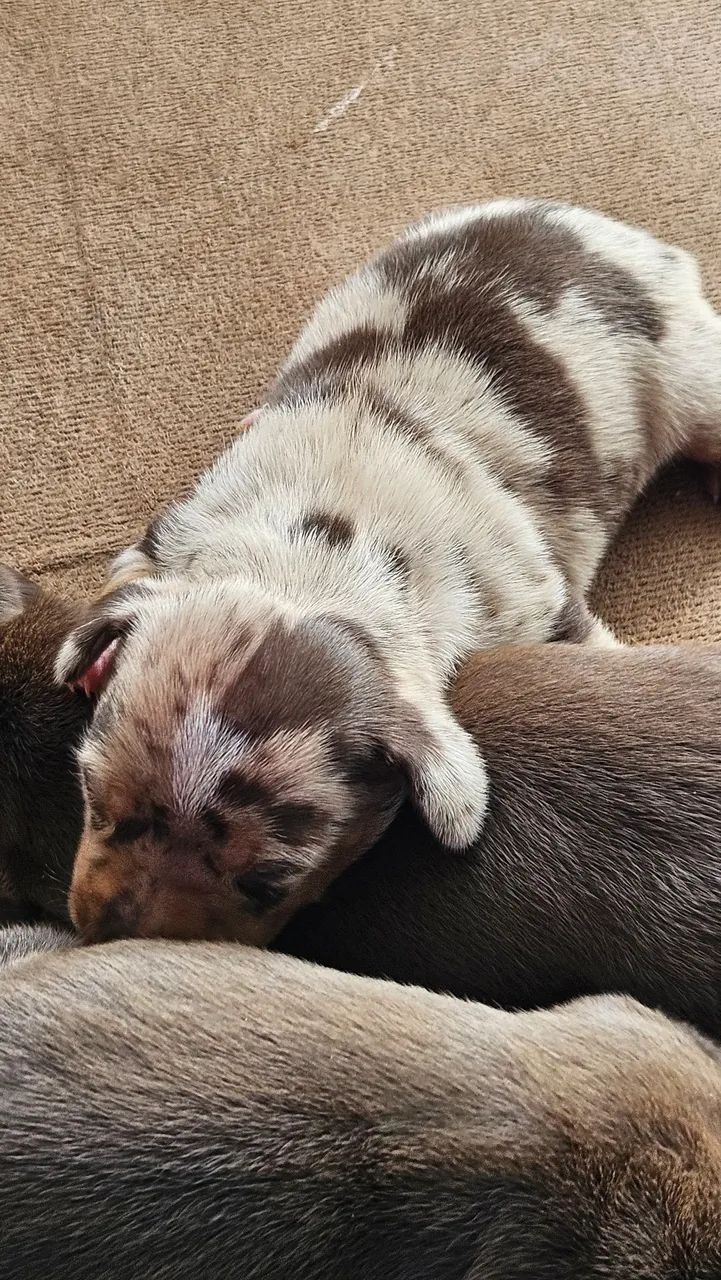 Filhotes de dachshund cachorro 