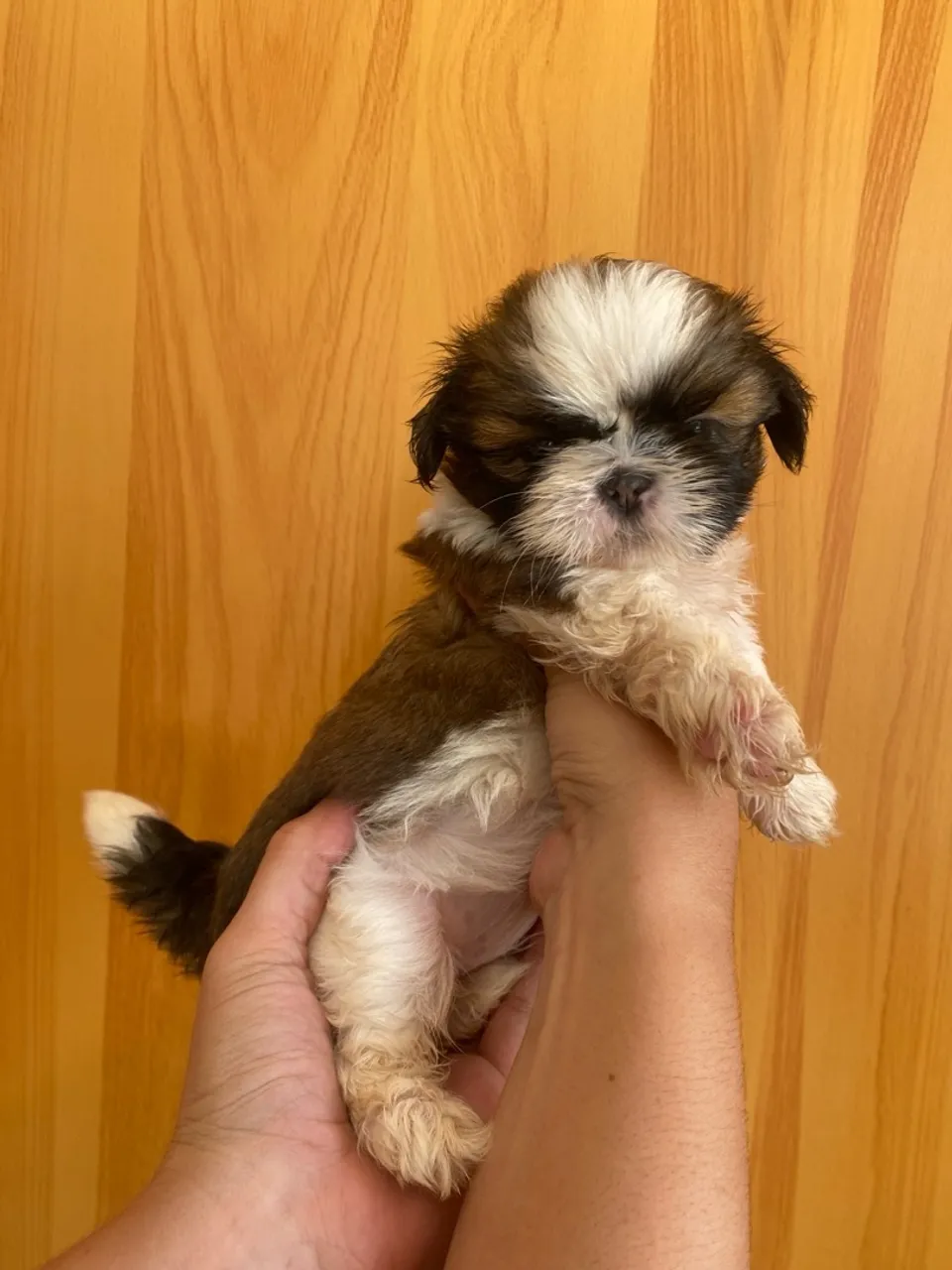Fêmea Filhote Shih Tzu Cachorro Puro