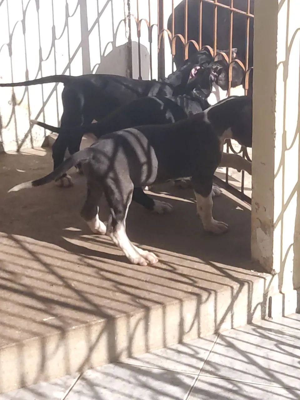 Filhotes de Dogue Alemão  - Foto 3