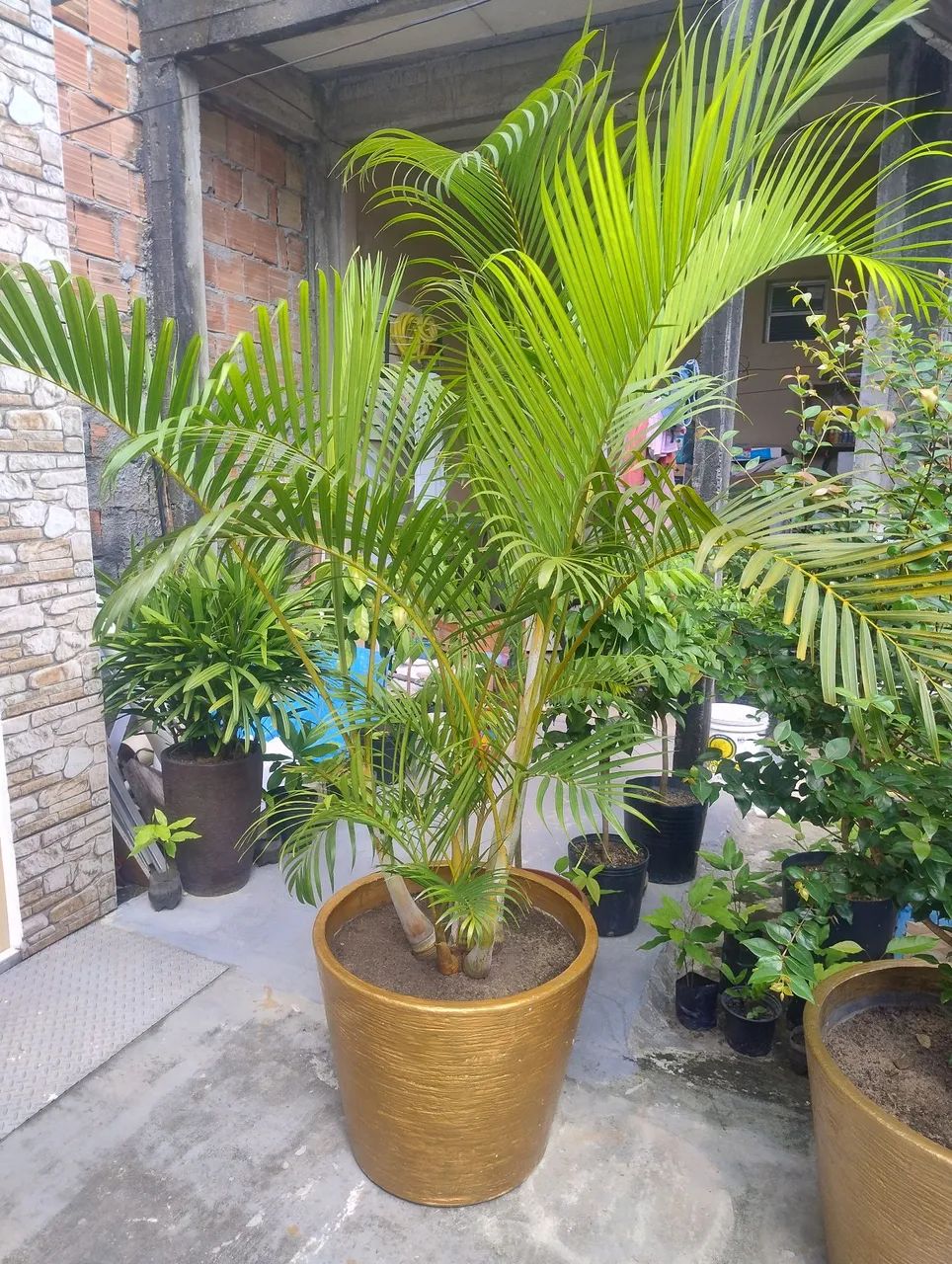 Palmeira Areca  2 metros