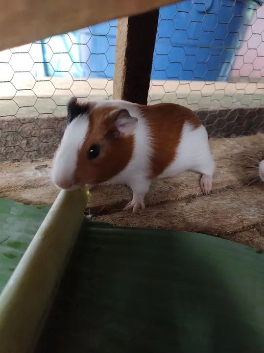 Porquinho macho 30 dias