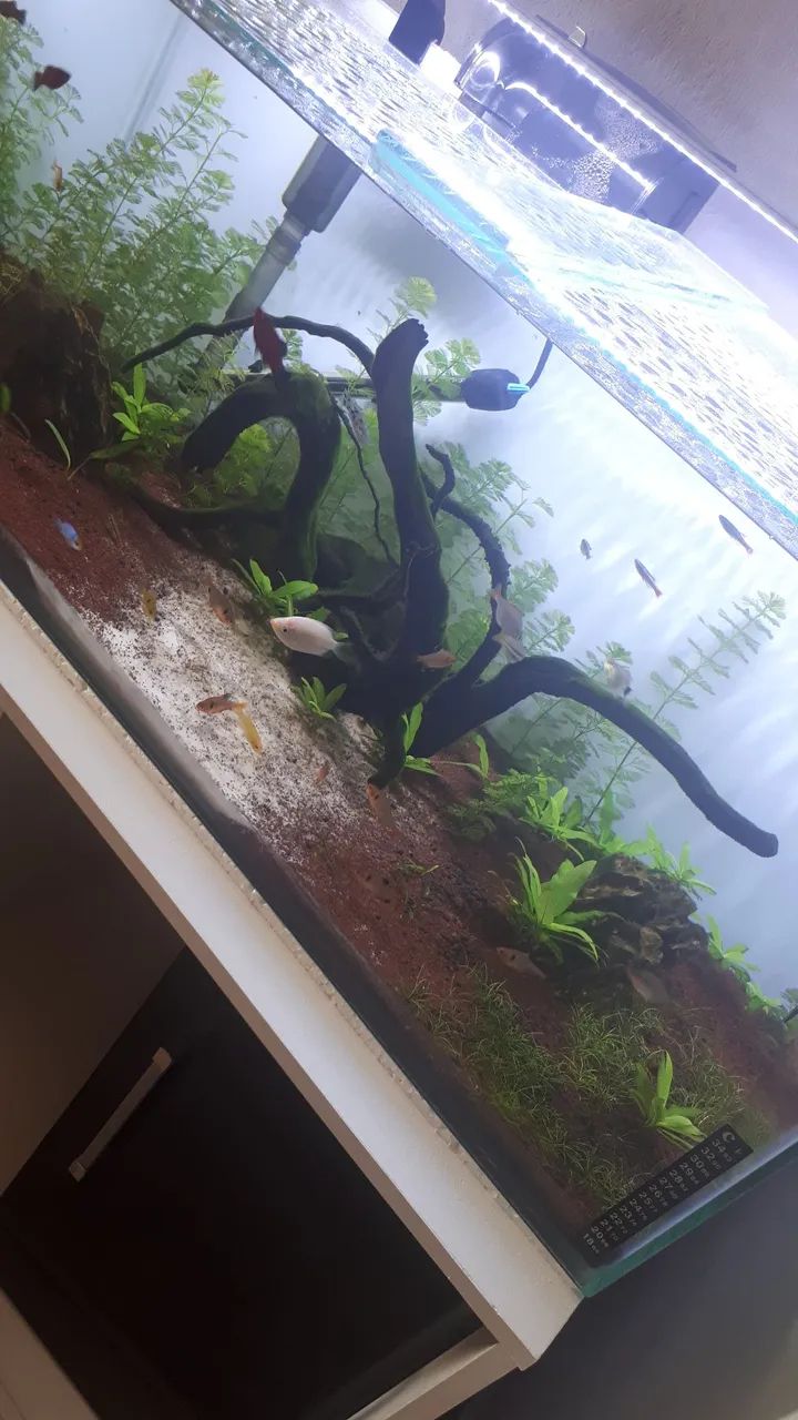 Aquário 150 litros Completo com Móvel e Iluminação. - Foto 3