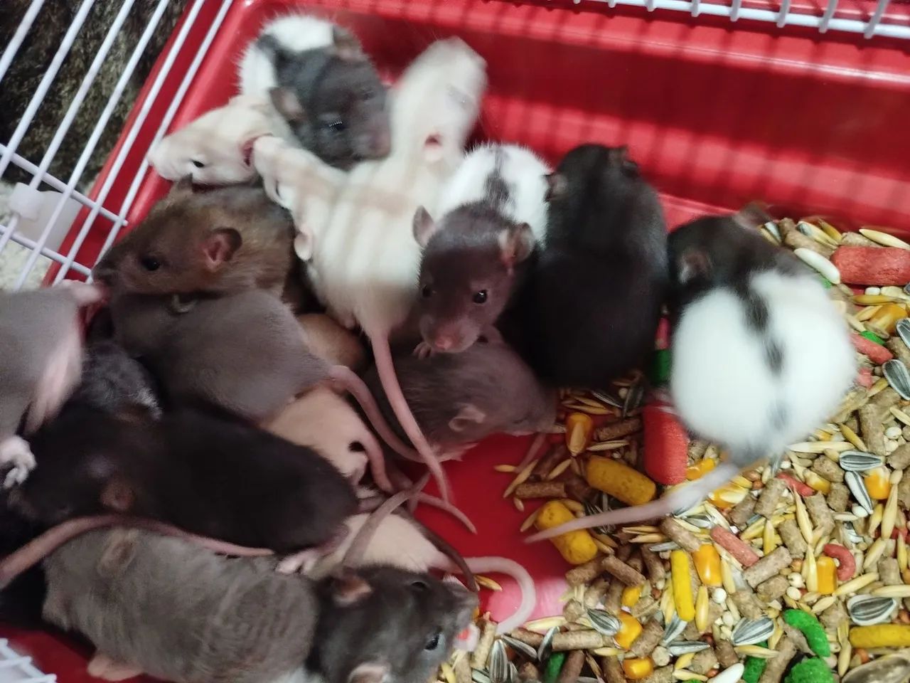 Hamster Twister  - Foto 4