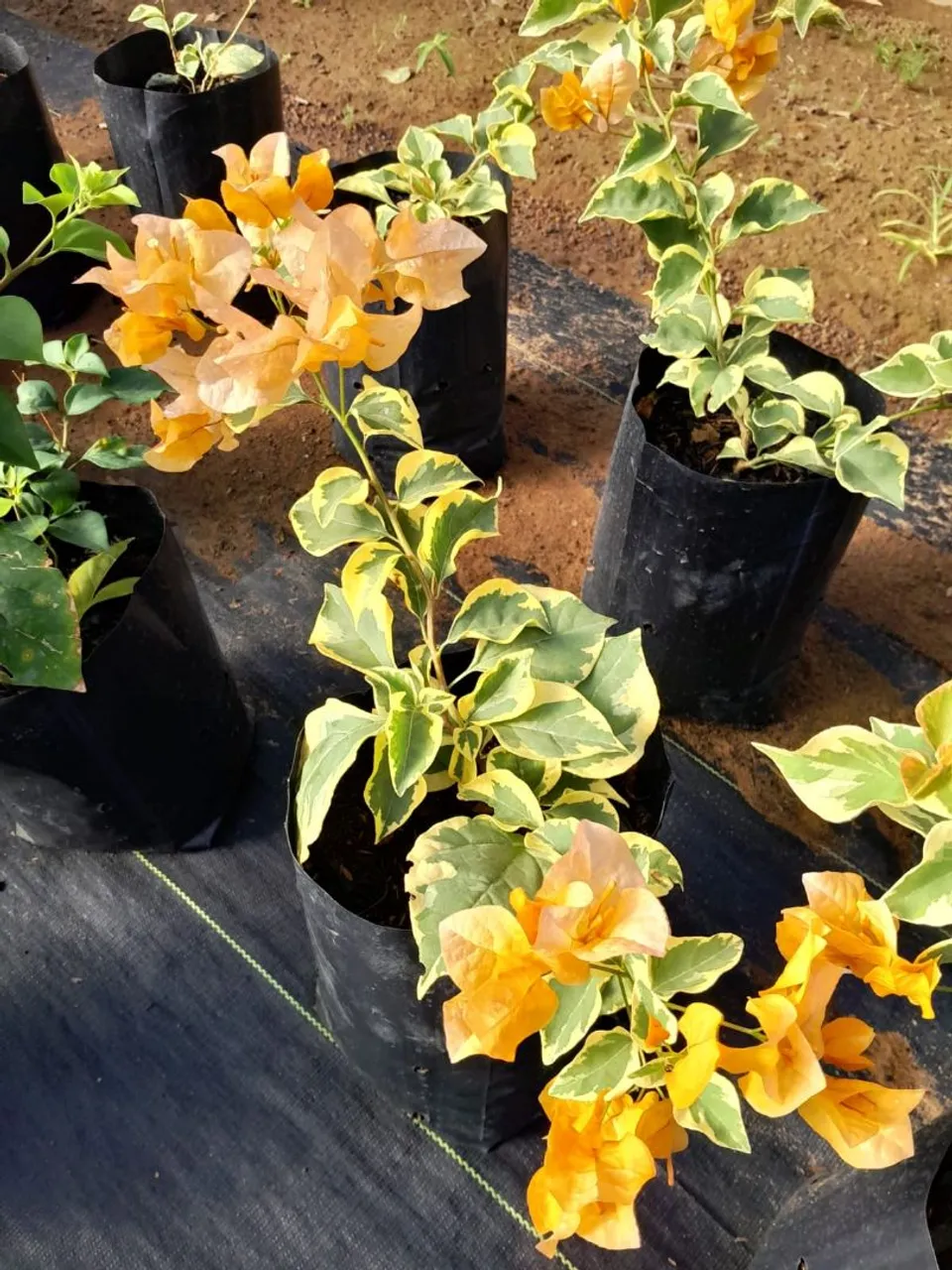 Mudas de Bougainvillea Variegata Laranja