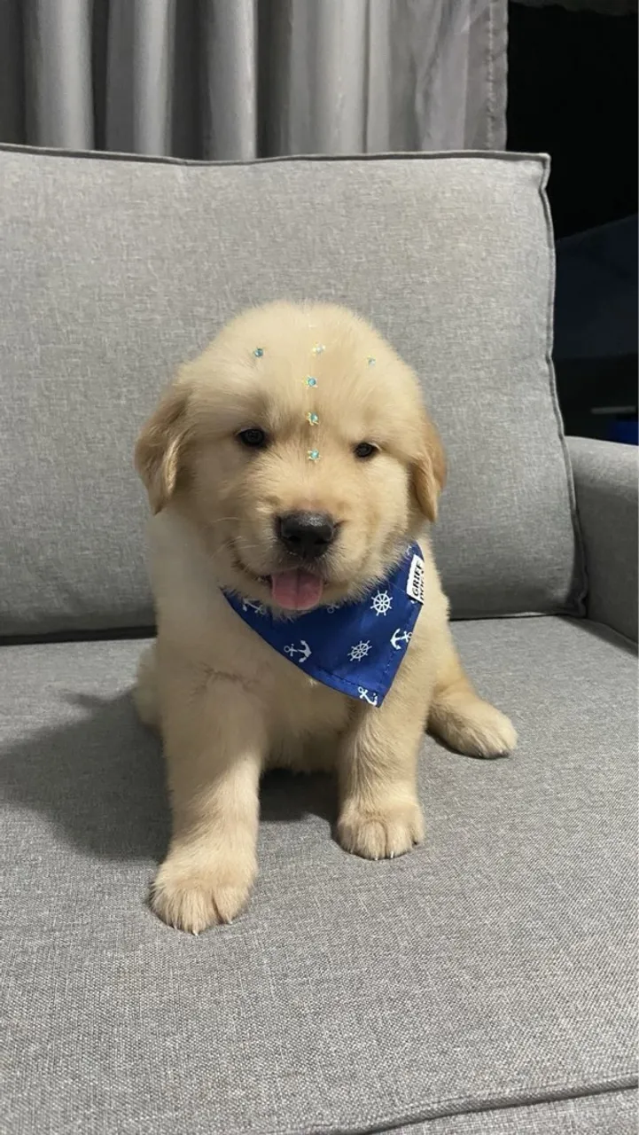 Filhote Golden Retriever Fofo e Charmoso