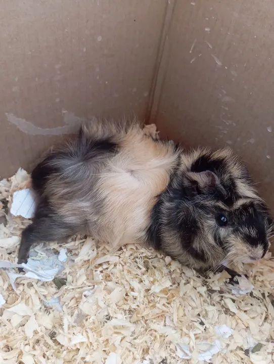 Porquinho da Índia - Pelagem Tricolor - Foto 2