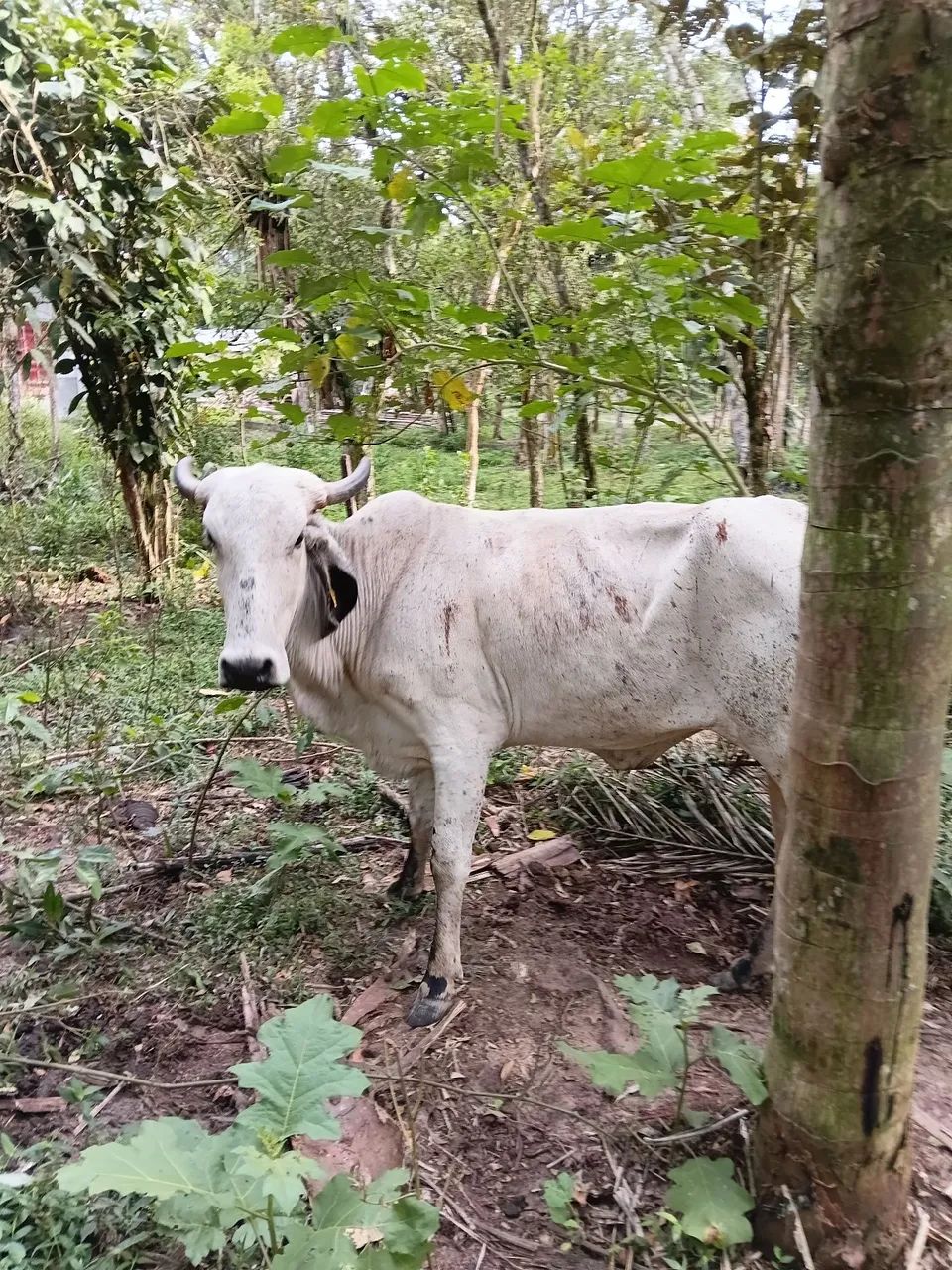 Vaca gir 1 de uma cria WhatsApp  * - Foto 2