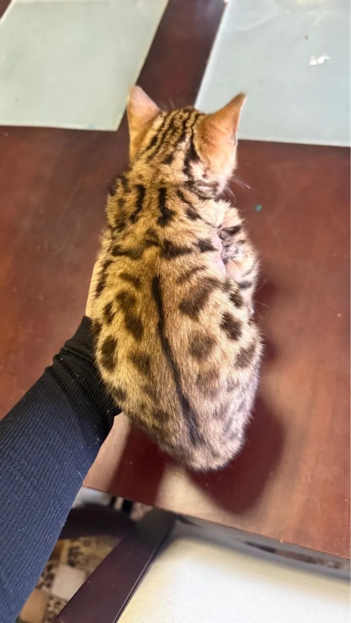 Filhote de Bengal: macho já será entregue castrado - Foto 4