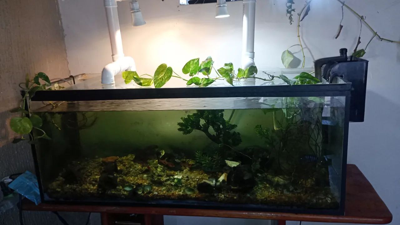 Aquário com tudo incluso 