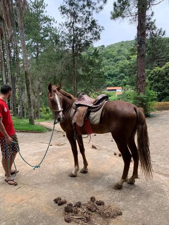 Cavalo para venda - Foto 3