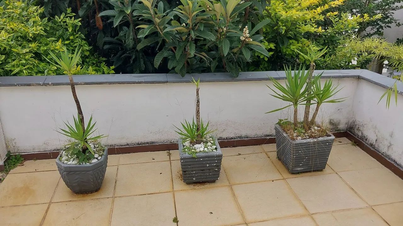 Vasos de Planta em Concreto com planta Yucca