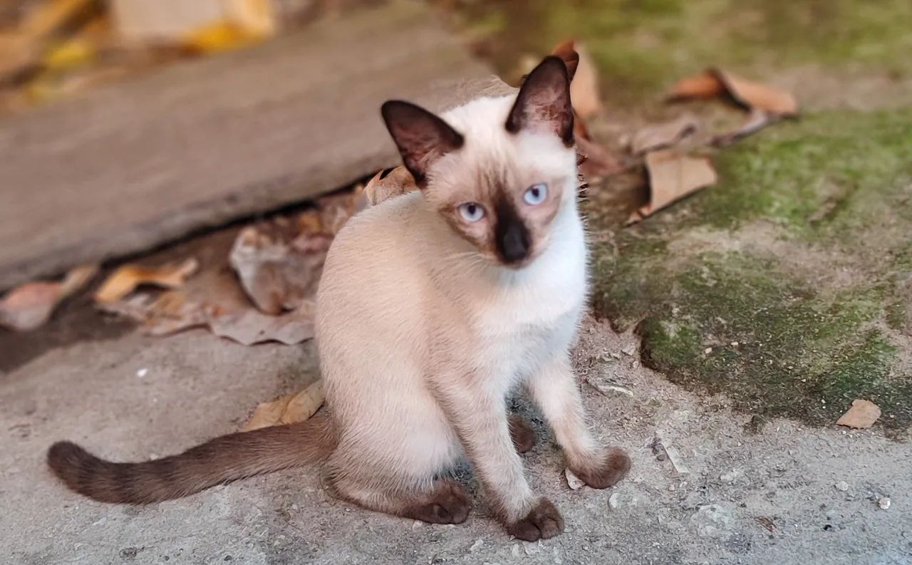 Adoção responsável  - Foto 3