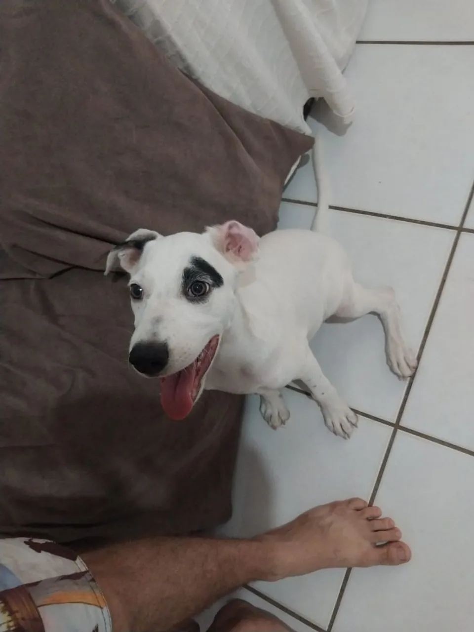 Doasse filhote de cão de 3 mês
