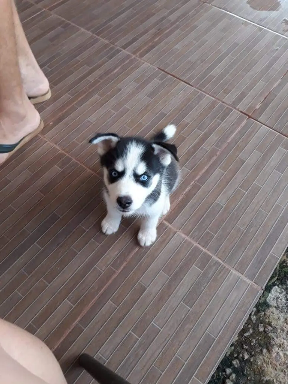 Interessados *