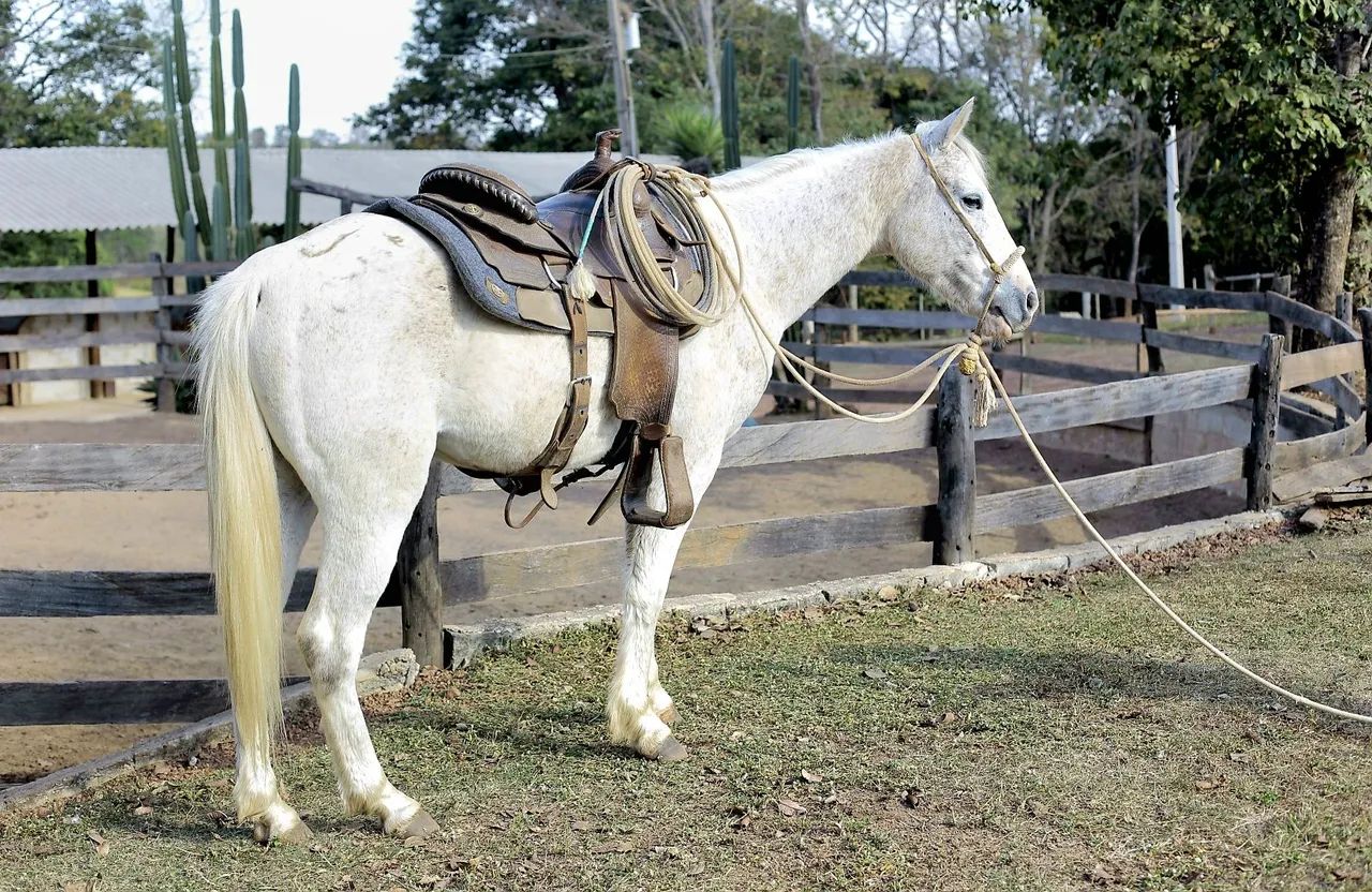 Cavalo Quarto de Milha  - Foto 4