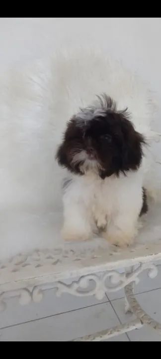 Filhote de Shih Tzu fêmea  - Foto 2