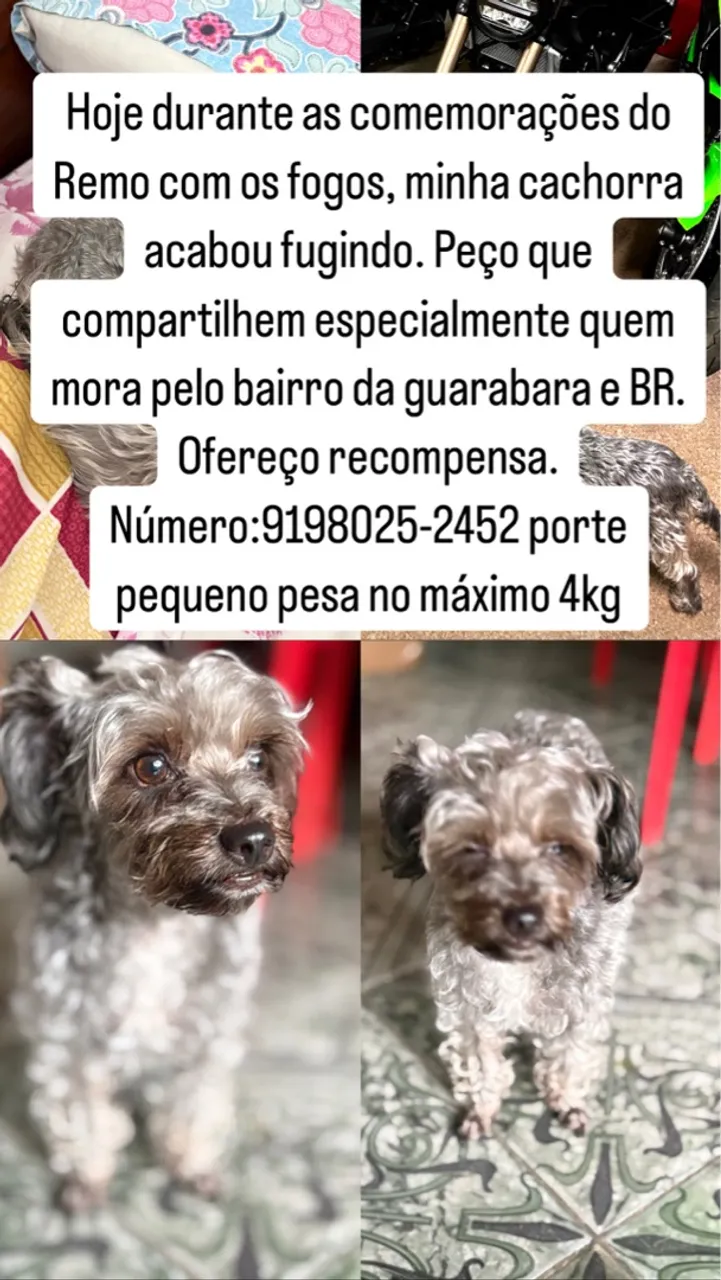 Cachorrinha fugiu no bairro Da Guanabara BR