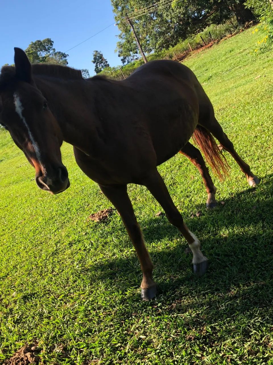 Cavalos e éguas  - Foto 6