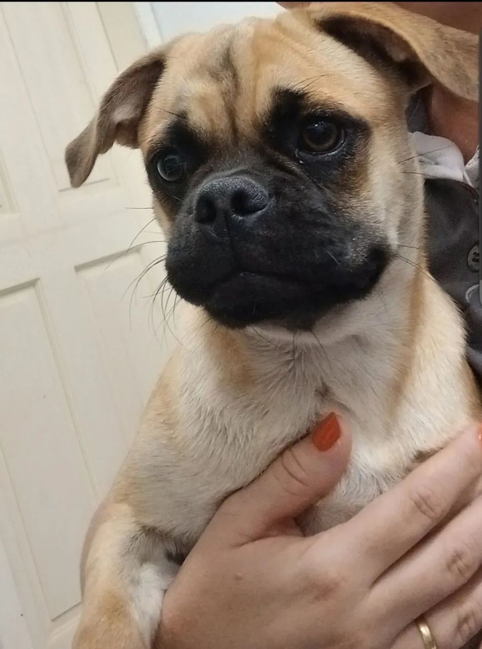Pug filhote mestiça doação  - Foto 3