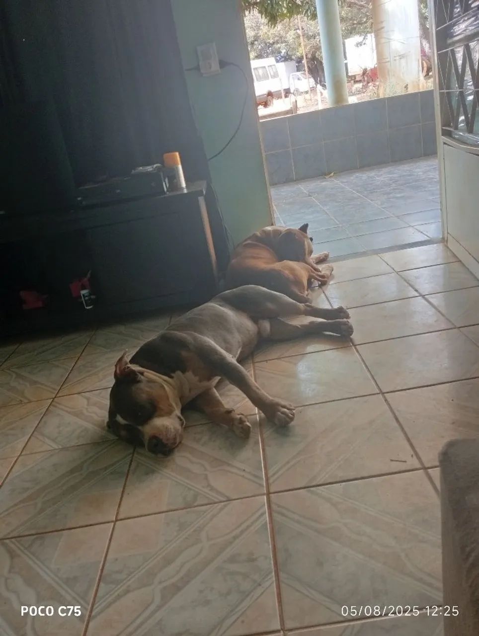 Pitbulls para adoção