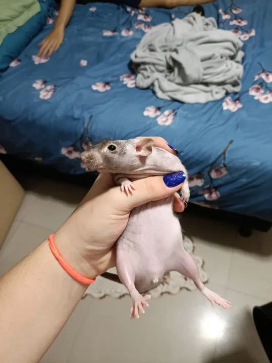 Rato Twister Hairless - Foto 2