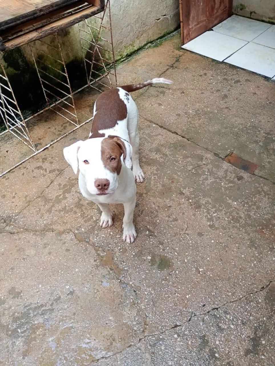 Filhote de Pitbull