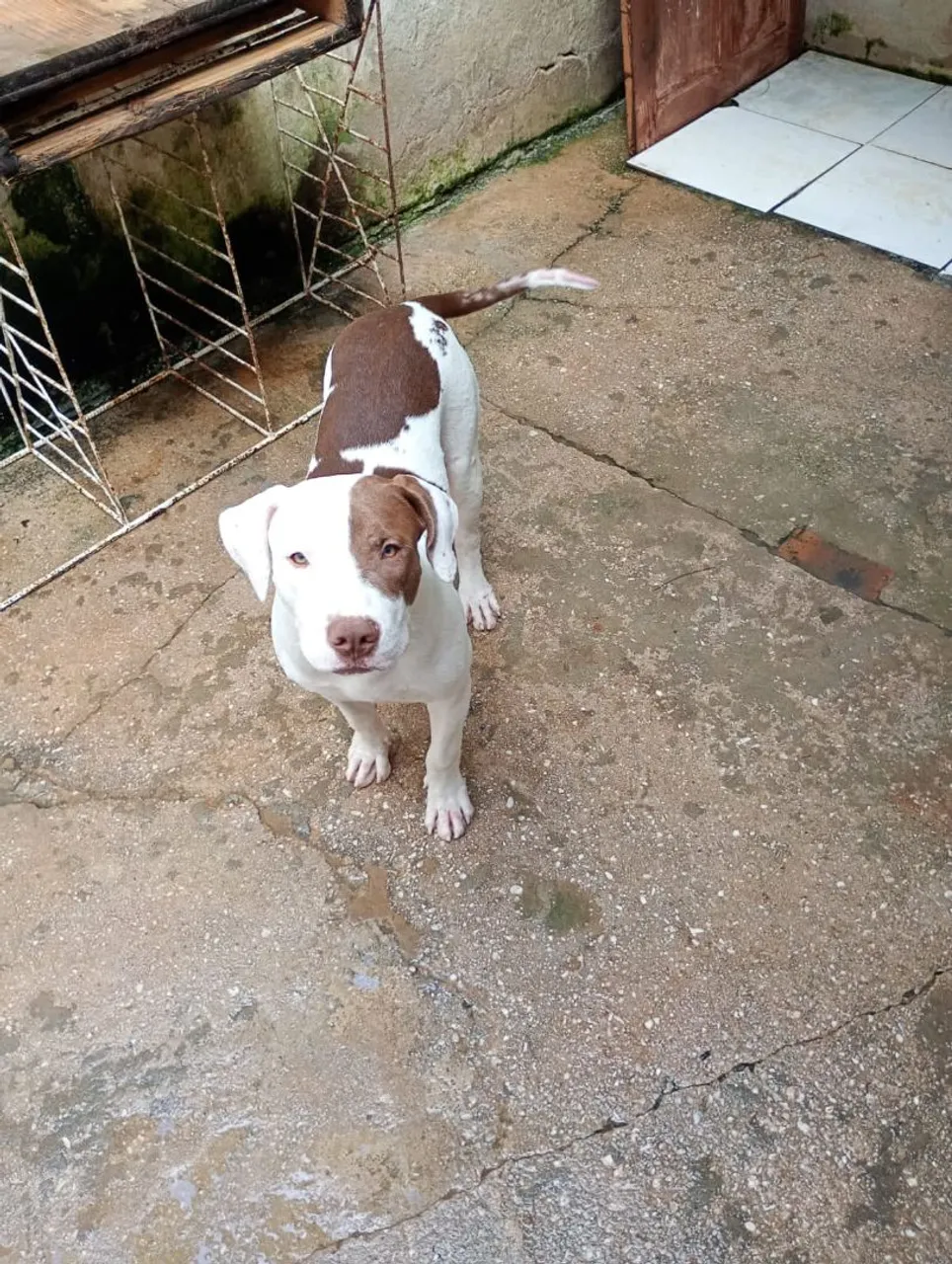 Filhote de Pitbull