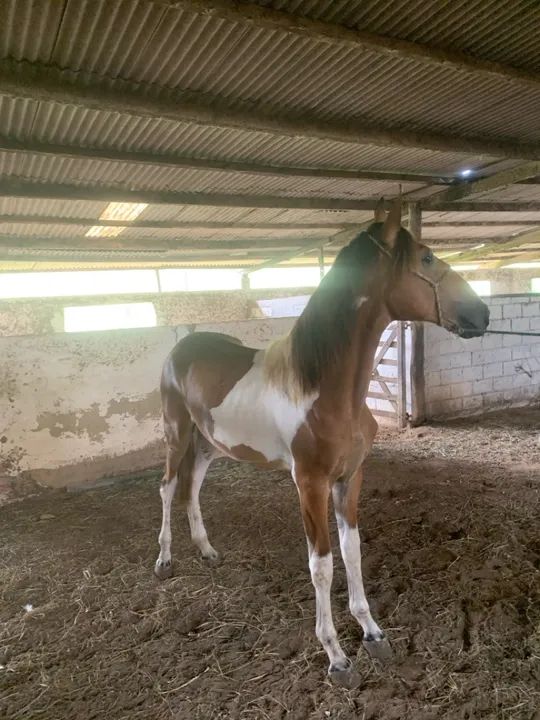 Égua pampa de preto e potro - Foto 2