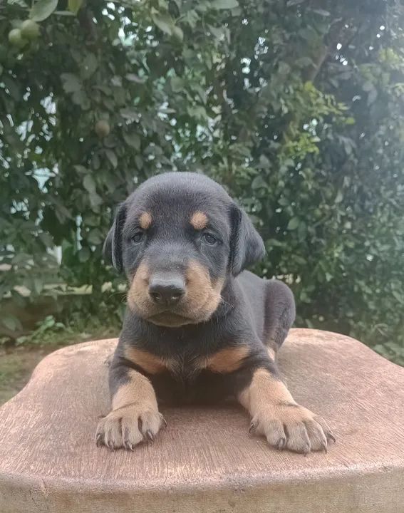 Filhote de Doberman 