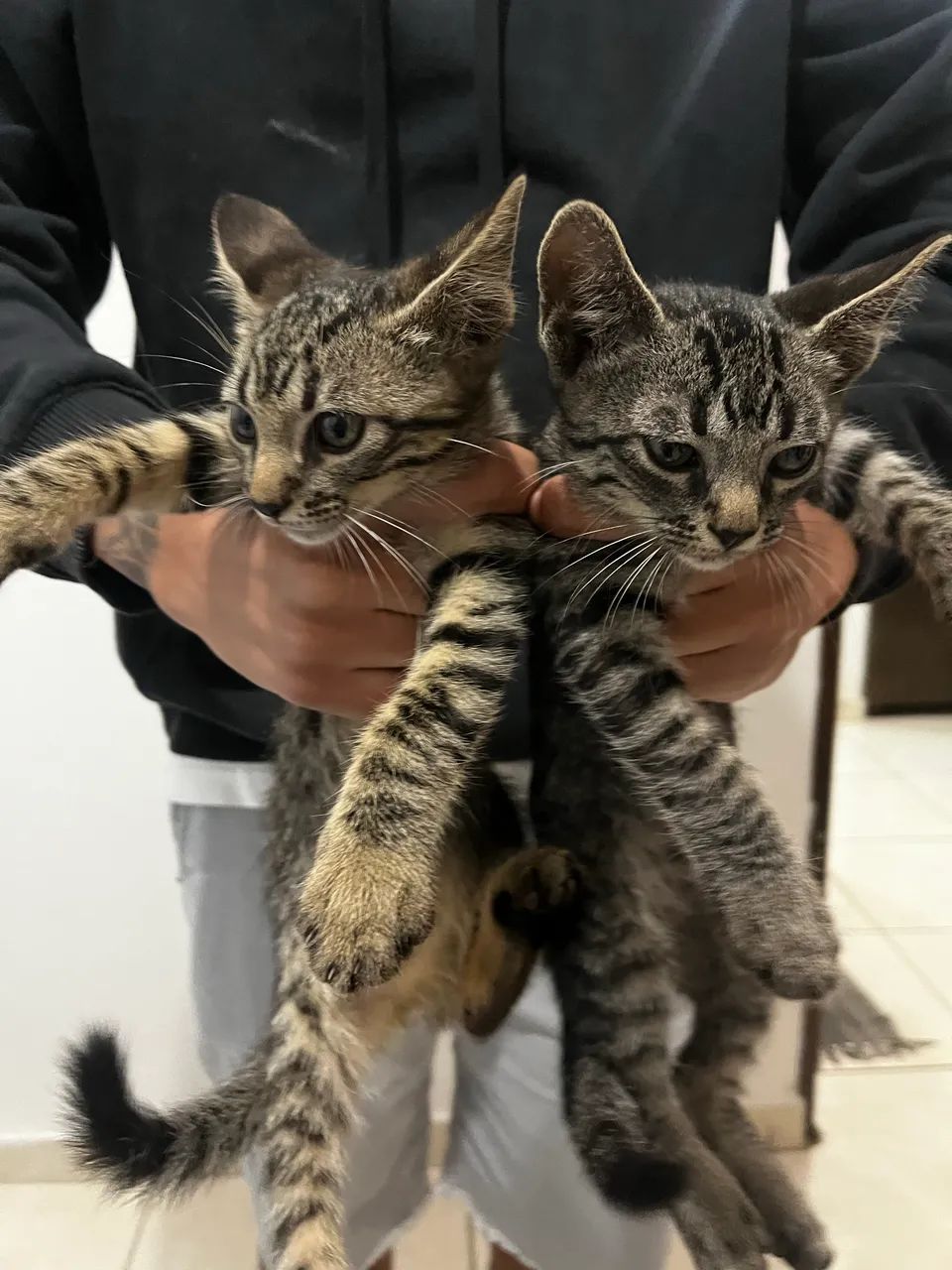 Filhotes de gato para doação 