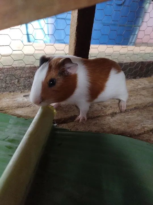 Porquinho macho 30 dias - Foto 5