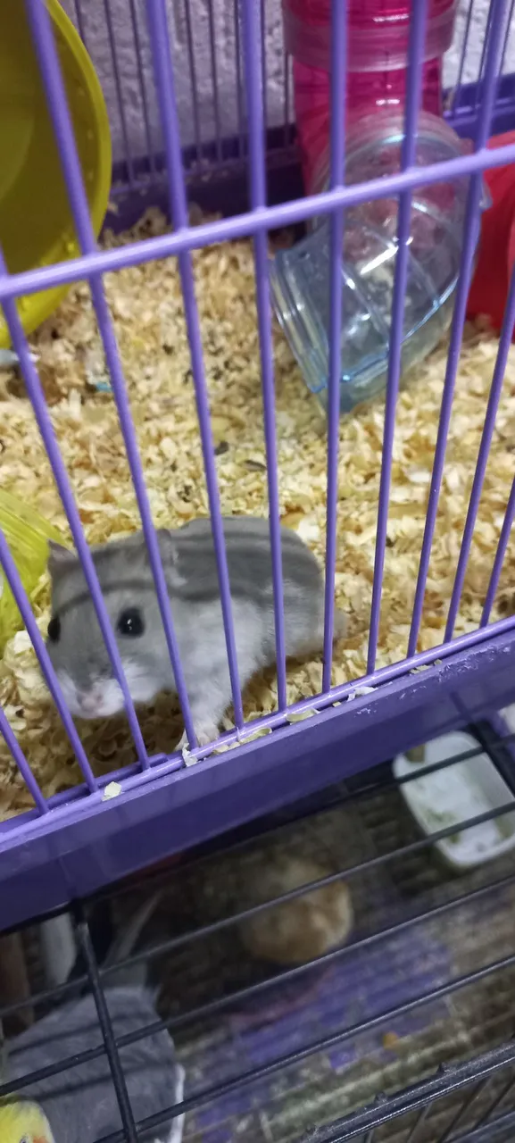  Gaiola Hamster Anão Russo 