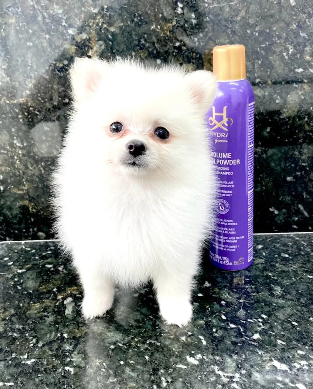 Filhote de spitz alemão