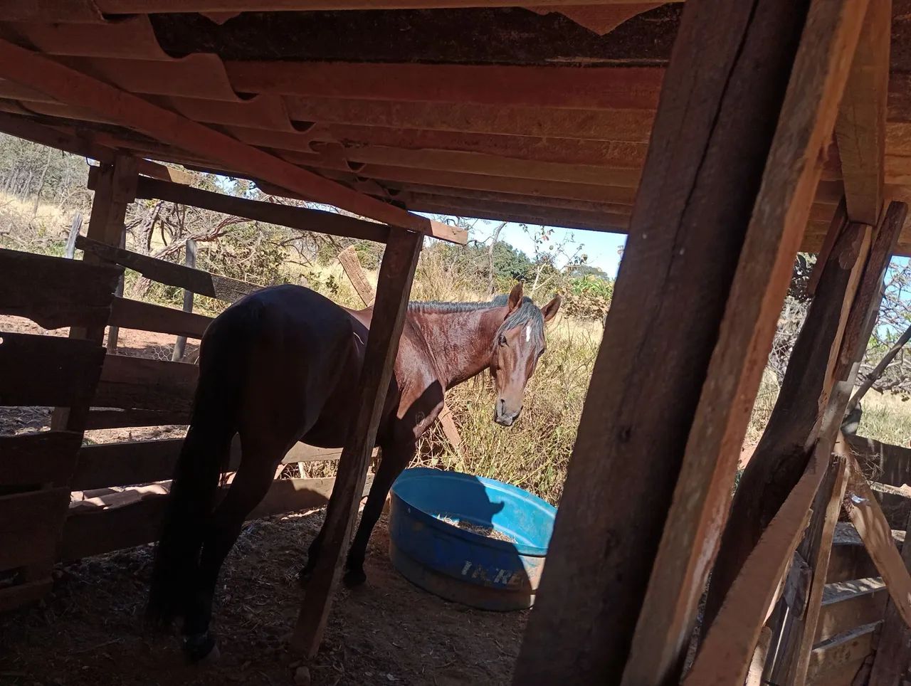 Vendo está égua mangalarga  tordilha ela está amojada deste cavalo castanha mm marcha  - Foto 2