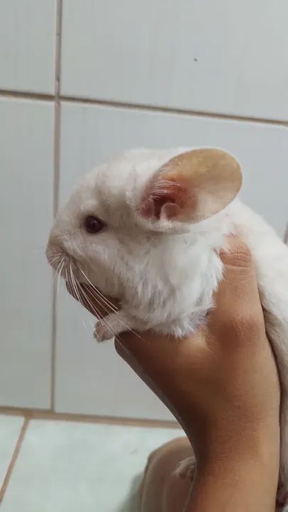 filhote de chinchila  - Foto 4