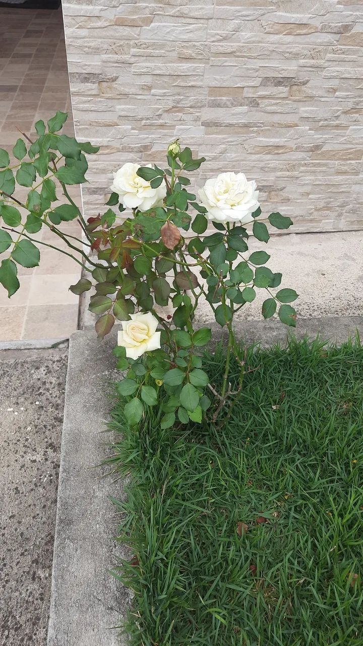 Foto - Caçapava - Condomínio Terras do Vale