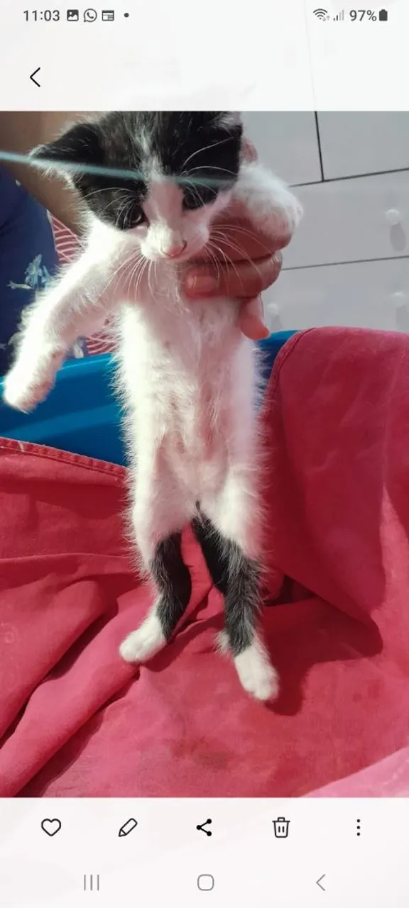 Gatinho fofo para adoção!