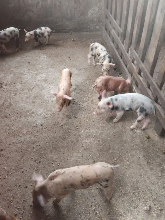 Filhotes de Pietran com Pial. - Foto 4