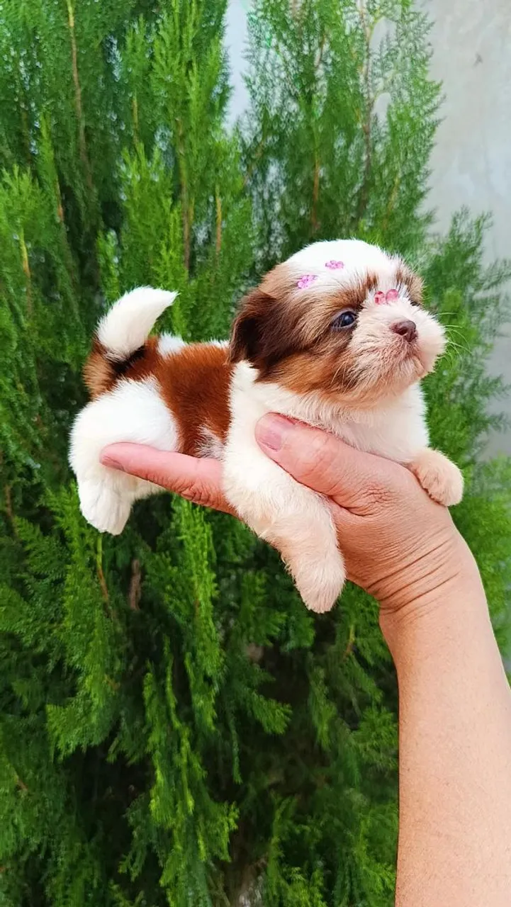 Filhote Shih Tzu fofo e brincalhão