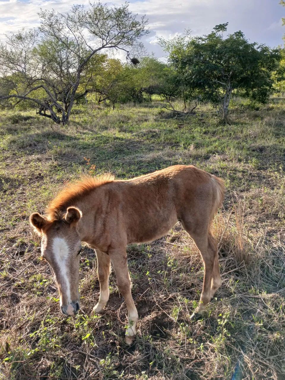 Vendo uma besta e um Potro - Foto 2
