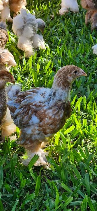 Pintinhos Brahma  - Foto 5