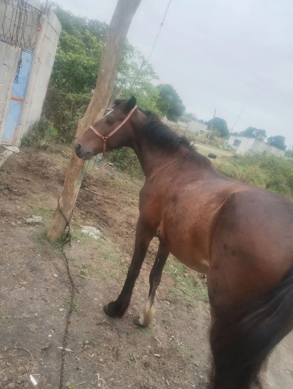 Cavalo para agropecuária