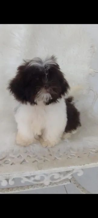 Filhote de Shih Tzu fêmea  - Foto 3