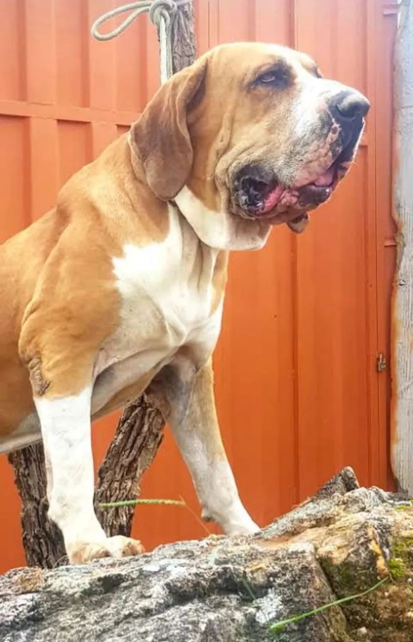 Fila Brasileiro - Filhotes de Alto Nível 
