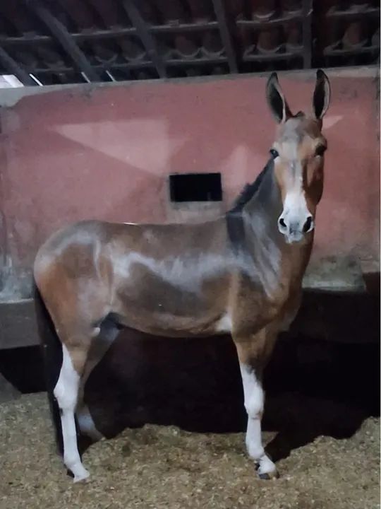 Burro marcha picada  - Foto 2