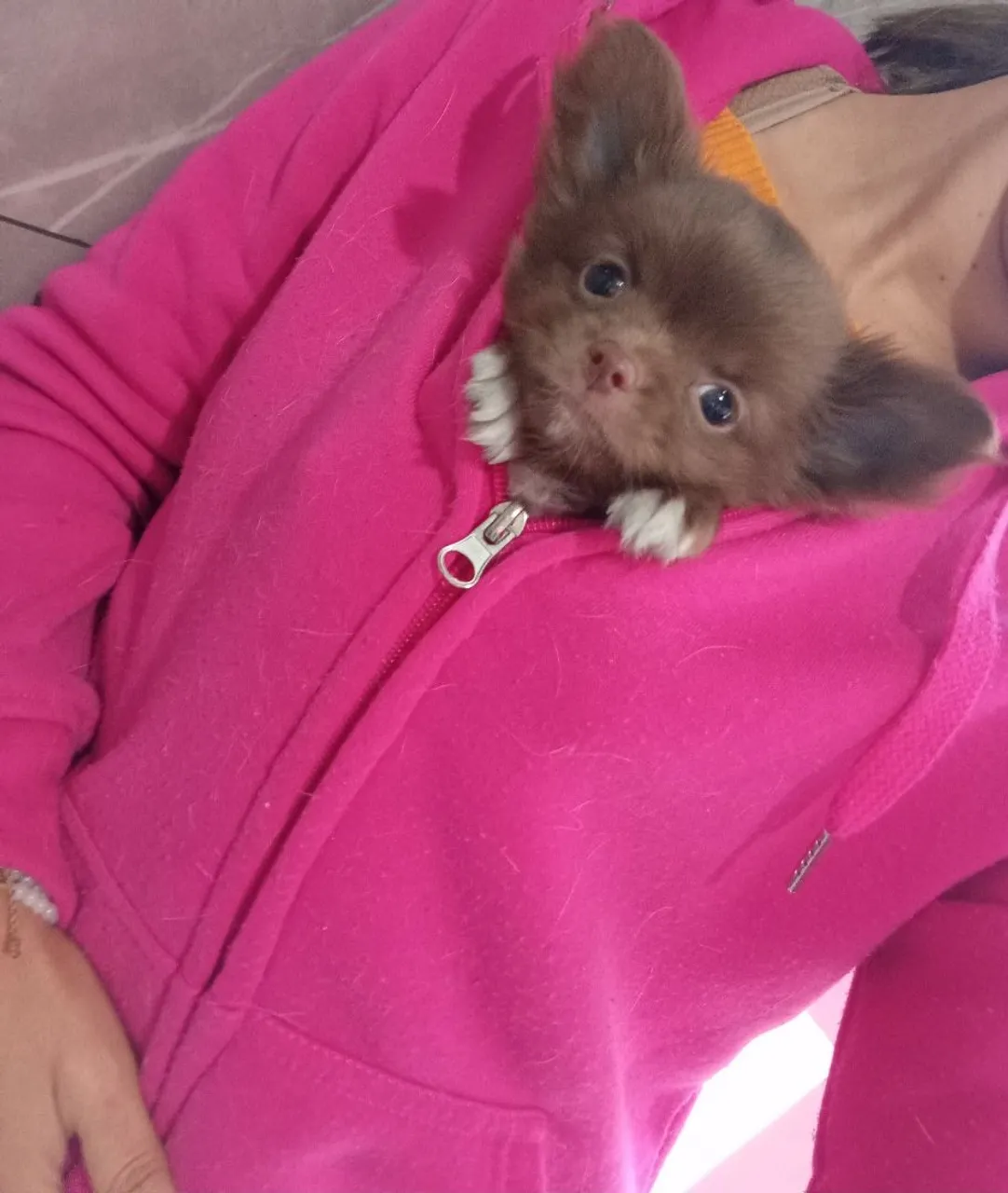 Exótico e Raro Chihuahua Pelo Longo Macho Chocolate Vacinado Com Pedigree CBKC na Mão